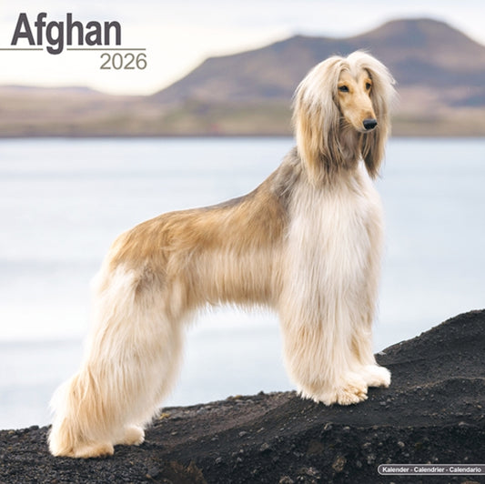 Book cover of: Afghan Calendar 2026  Square Dog Breed Wall Calendar - 16 Month