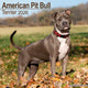 Book cover of: American Pit Bull Terrier Calendar 2026  Square Dog Breed Wall Calendar - 16 Month