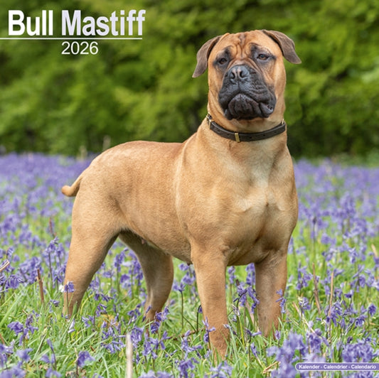 Book cover of: Bull Mastiff Calendar 2026  Square Dog Breed Wall Calendar - 16 Month