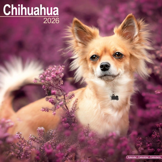 Book cover of: Chihuahua Calendar 2026  Square Dog Breed Wall Calendar - 16 Month