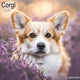 Book cover of: Corgi Calendar 2026  Square Dog Breed Wall Calendar - 16 Month