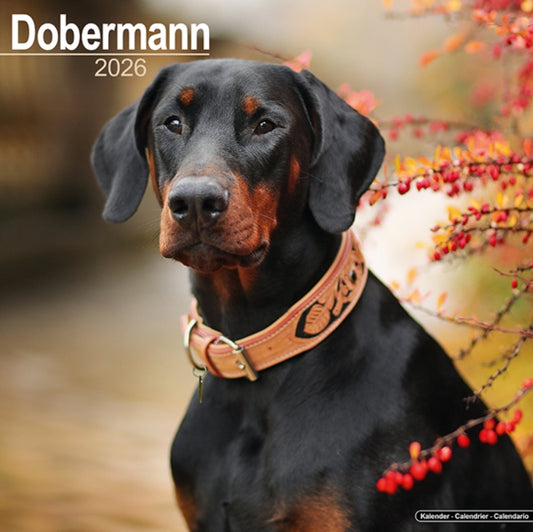 Book cover of: Dobermann (Euro) Calendar 2026  Square Dog Breed Wall Calendar - 16 Month