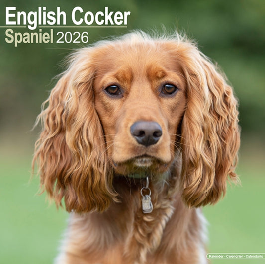 Book cover of: English Cocker Spaniel Calendar 2026  Square Dog Breed Wall Calendar - 16 Month