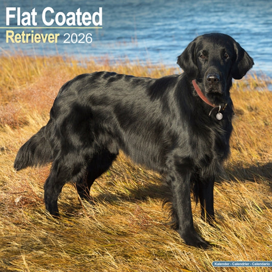 Book cover of: Flatcoated Retriever Calendar 2026  Square Dog Breed Wall Calendar - 16 Month