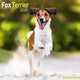 Book cover of: Fox Terrier Calendar 2026  Square Dog Breed Wall Calendar - 16 Month