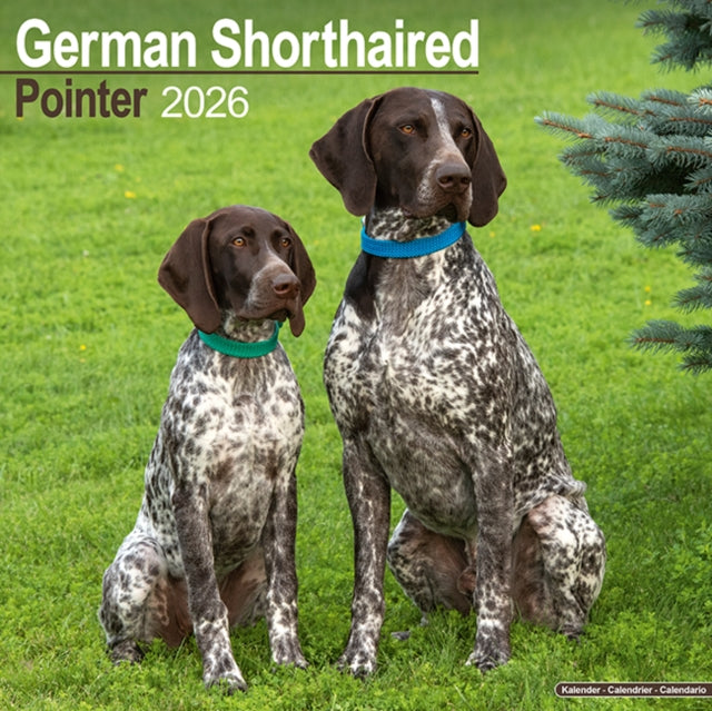 Book cover of: German Shorthair Pointer Calendar 2026  Square Dog Breed Wall Calendar - 16 Month