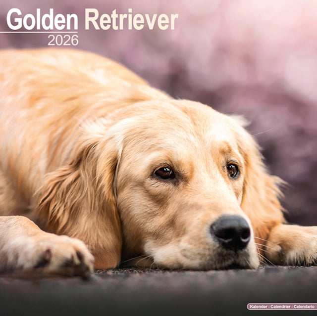Golden Retriever Calendar 2026  Square Dog Breed Wall Calendar - 16 Month 9781804606483 
