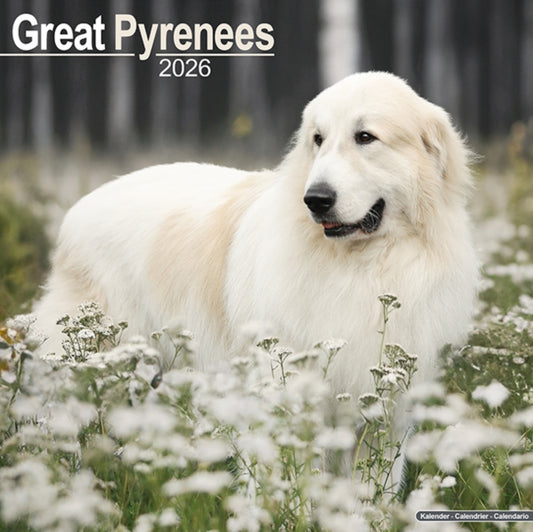 Book cover of: Great Pyrenees Calendar 2026  Square Dog Breed Wall Calendar - 16 Month