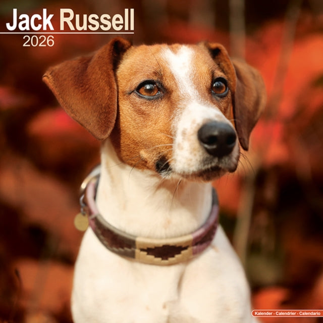 Book cover of: Jack Russell Calendar 2026  Square Dog Breed Wall Calendar - 16 Month