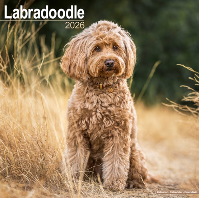 Book cover of: Labradoodle Calendar 2026  Square Dog Breed Wall Calendar - 16 Month