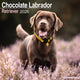 Book cover of: Chocolate Labrador Retriever Calendar 2026  Square Dog Breed Wall Calendar - 16 Month