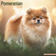 Book cover of: Pomeranian Calendar 2026  Square Dog Breed Wall Calendar - 16 Month