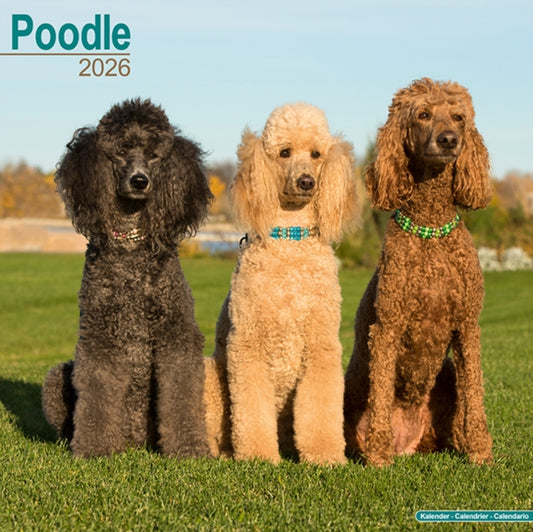 Book cover of: Poodle Calendar 2026  Square Dog Breed Wall Calendar - 16 Month