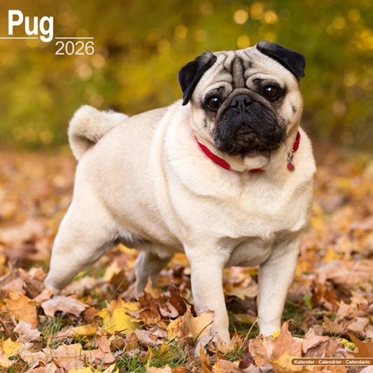 Book cover of: Pug Calendar 2026  Square Dog Breed Wall Calendar - 16 Month