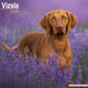 Book cover of: Vizsla Calendar 2026  Square Dog Breed Wall Calendar - 16 Month