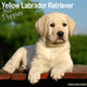 Book cover of: Yellow Labrador Puppies Calendar 2026  Square Dog Puppy Breed Wall Calendar - 16 Month