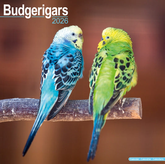 Book cover of: Budgerigars Calendar 2026  Square Bird Wall Calendar - 16 Month