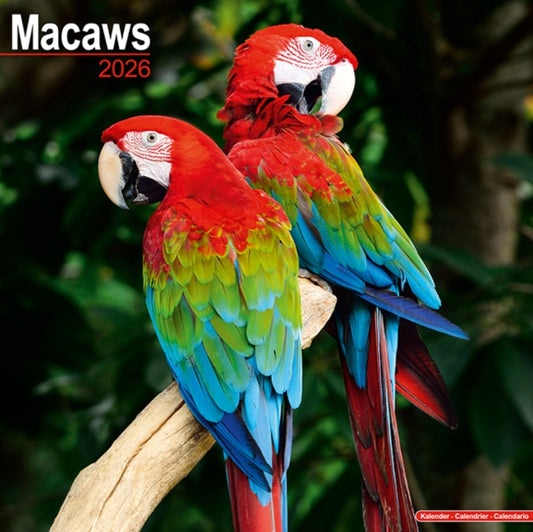 Book cover of: Macaws Calendar 2026  Square Bird Wall Calendar - 16 Month