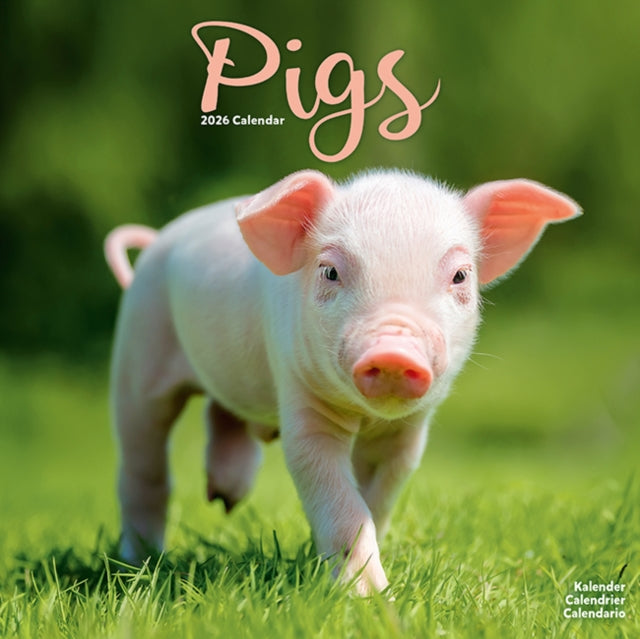 Book cover of: Pigs Calendar 2026  Square Farm Animal Wall Calendar - 16 Month