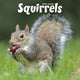 Book cover of: Squirrels Calendar 2026  Square Animal Wall Calendar - 16 Month