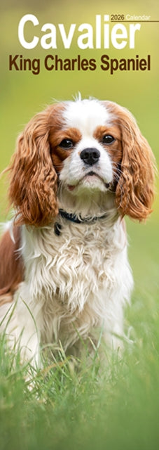 Book cover of: Cavalier King Charles Slim Calendar 2026  Dog Breed Slimline Calendar - 12 Month