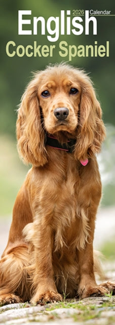 Book cover of: English Cocker Spaniel  Slim Calendar 2026  Dog Breed Slimline Calendar - 12 Month