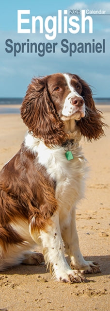 Book cover of: English Springer Spaniel  Slim Calendar 2026  Dog Breed Slimline Calendar - 12 Month