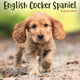 Book cover of: English Cocker Spaniel Puppies Square Mi