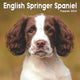 Book cover of: English Springer Spaniel Puppies Square