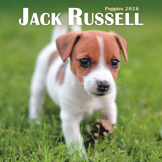 Book cover of: Jack Russell Puppies Square Mini Calenda
