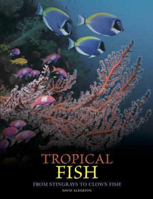 Tropical Fish, From Stingrays to Clown Fish