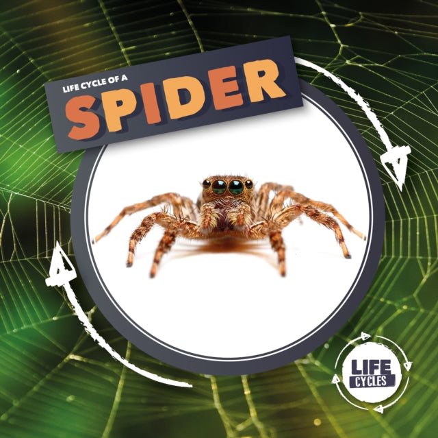Book cover of: Life Cycle Of A Spider. By: Kirsty Holmes