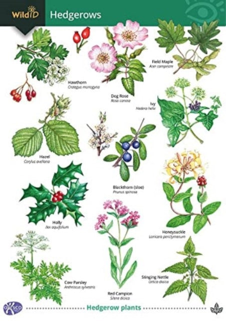 Book cover of: Guide to Hedgerows