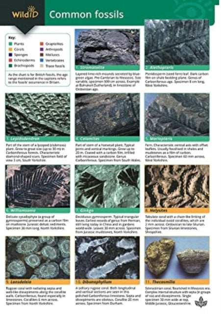 Book cover of: Guide to Common Fossils