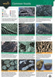 Book cover of: Guide to Common Fossils