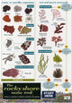 Book cover of: Rocky Shore Name Trail Chart