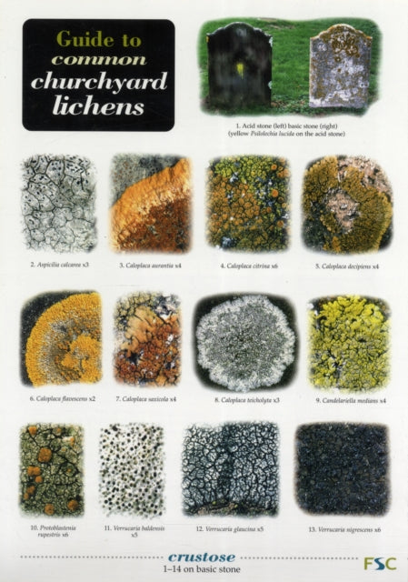 Book cover of: Guide to Common Churchyard Lichens