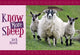 Book cover of: Know More Sheep