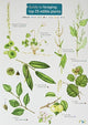 Book cover of: Guide to Foraging: Top 25 Edible Plants. By: Clare Cremona