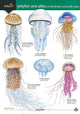 Book cover of: Jellyfish and allies of the British and Irish Coast