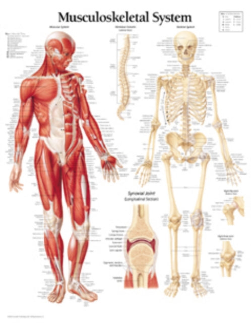 Book cover of: Musculoskeletal System Paper Poster. By: Scientific Publishing