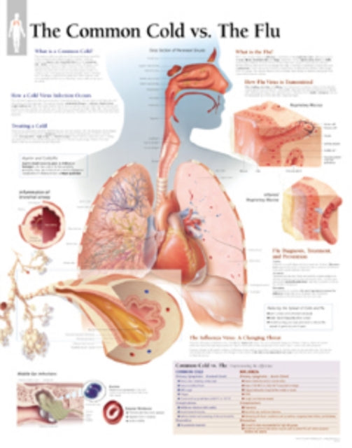 Book cover of: Understanding the Common Cold Paper Poster