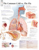 Book cover of: Understanding the Common Cold Laminated Poster