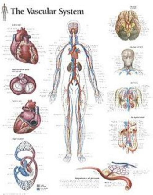 Book cover of: Vascular System Laminated Poster. By: Scientific Publishing