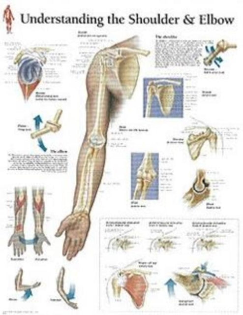 Book cover of: Understanding the Shoulder & Elbow Paper Poster