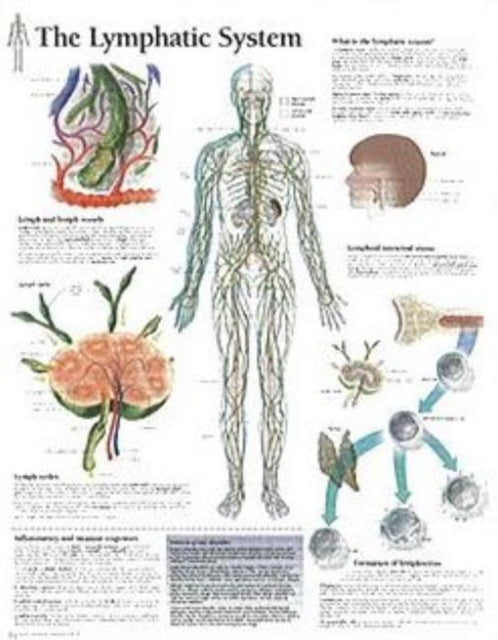 Book cover of: Lymphatic System Paper Poster