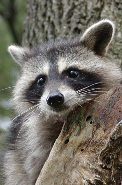 Book cover of: Raccoon Blank Journal