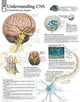 Book cover of: Understanding CNS Laminated Poster