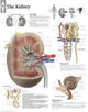 Book cover of: Kidney Paper Poster