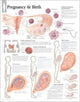 Book cover of: Pregnancy & Birth Paper Poster. By: Scientific Publishing